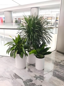 宁波慈溪花木租摆，价格实惠，美翻你的空间！